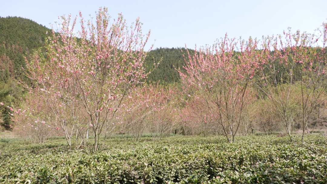 古楼乡古楼村：茶园叠翠桃花红