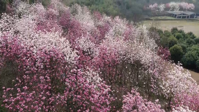 茶铺茶场管理区：玉兰花开满枝头 清香四溢沁心脾
