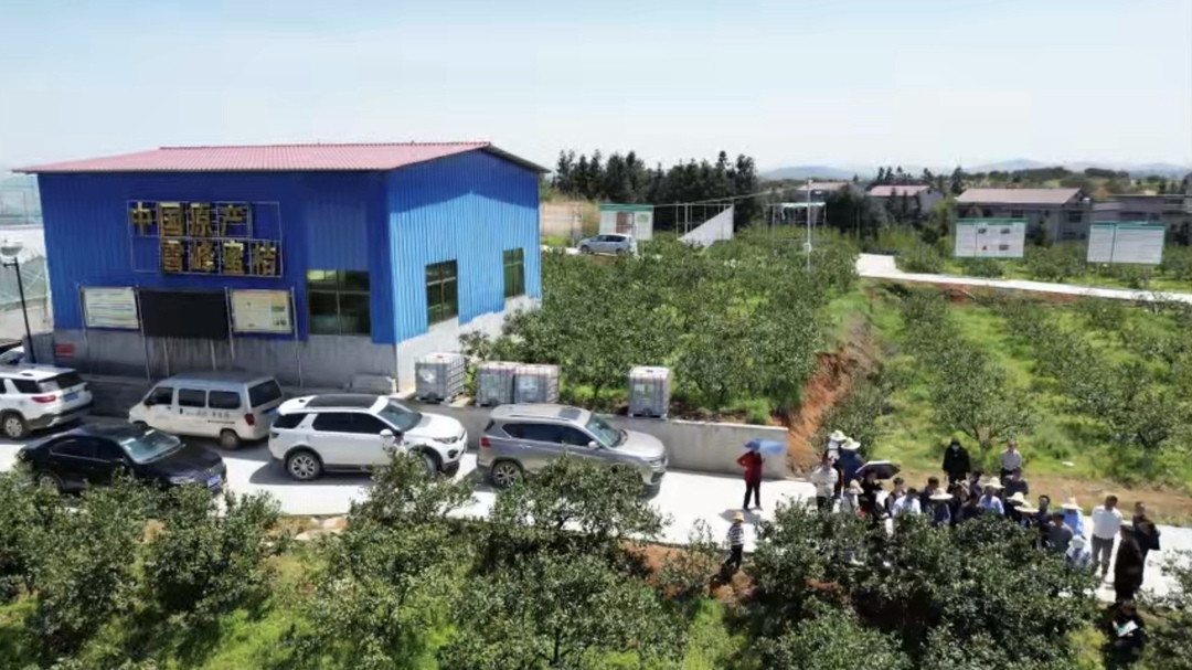 洞口县：开展柑桔种植培训 助力乡村产业发展