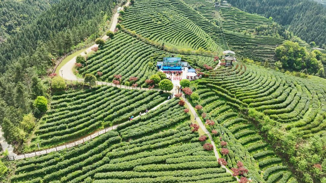 中华茶祖节暨洞口雪峰茶开茶活动“最美茶艺师大赛”举行