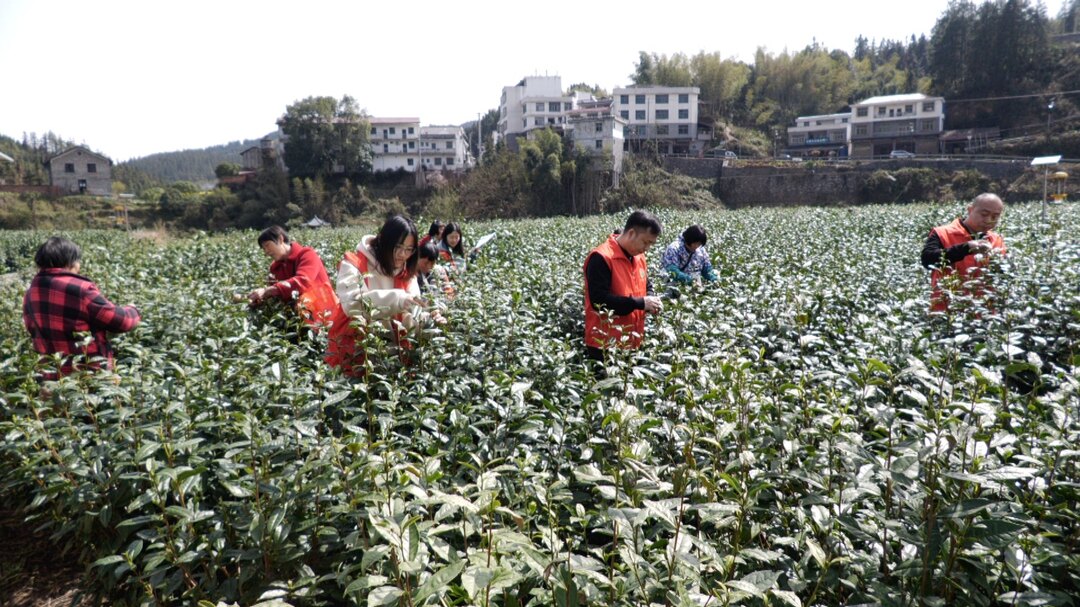 茶叶绿 志愿红 古楼乡开展助农采茶活动