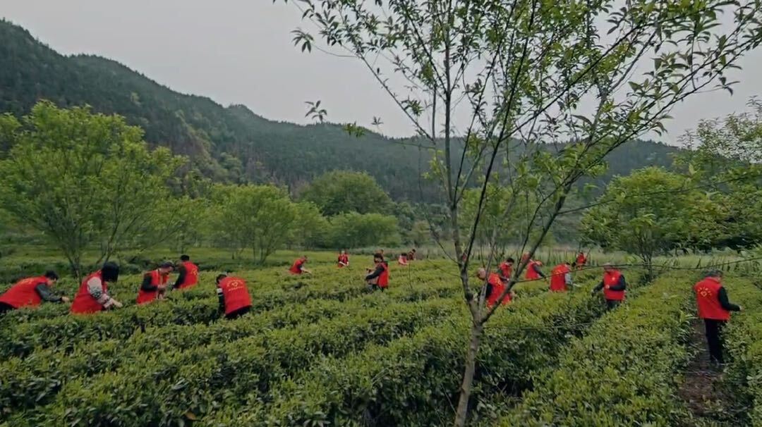 古楼乡：茶乡美党旗红 助农采茶情意浓