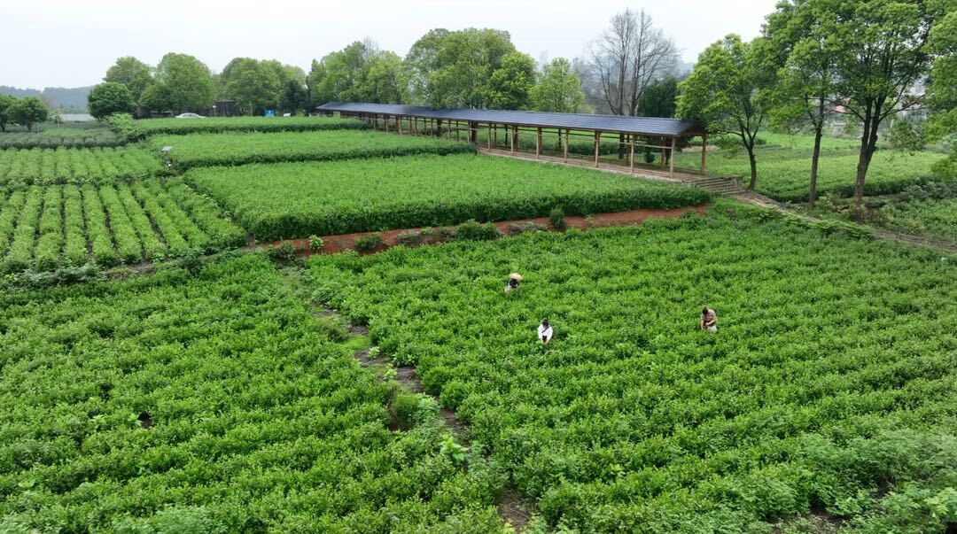 茶铺茶场管理区：春茶采摘正当时 