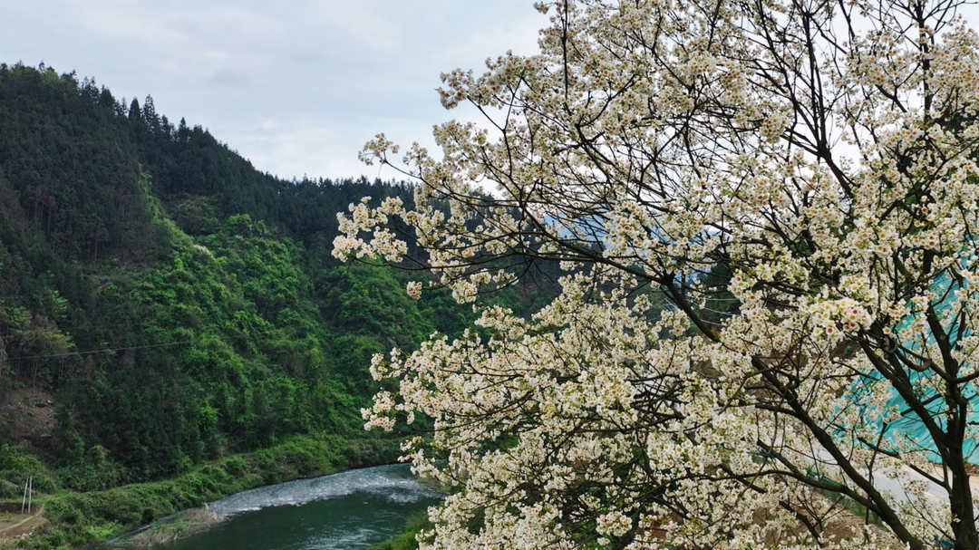 古楼乡：油桐花开美如画