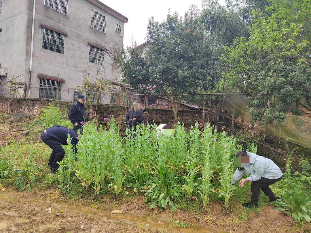 县公安局高沙派出所查处一起非法种植罂粟案