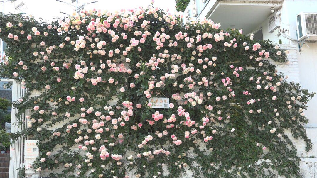 洞口：一路繁花一路景 扮靓县城迎“五一”