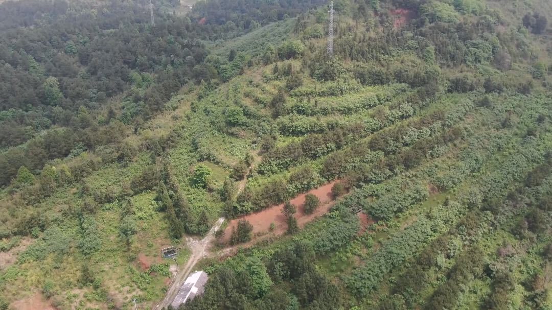 洞口县茶铺茶场管理区：桑葚满枝头 采摘正当时