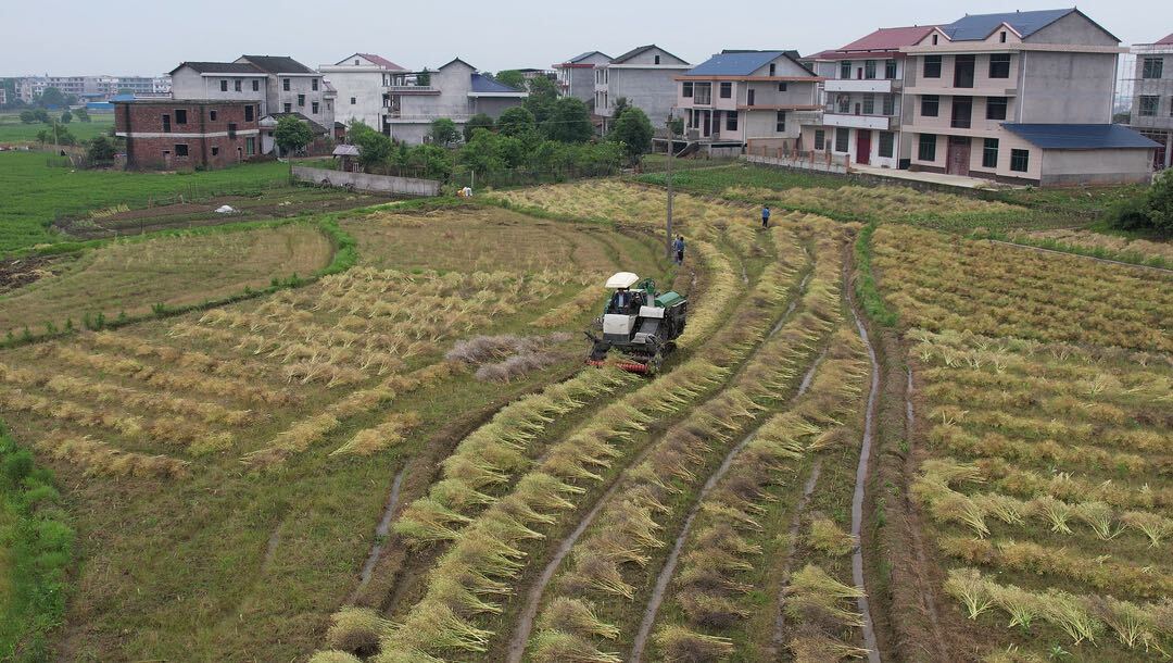洞口县：42万亩油菜喜迎丰收 机械化收割节本增效