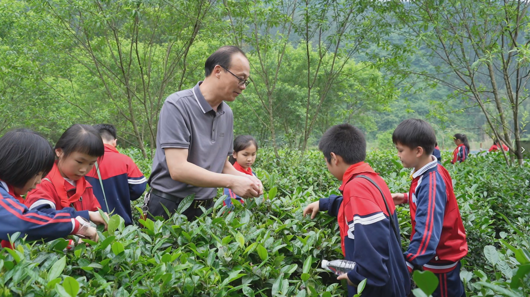 文昌街道第三小学：采茶实践创新课 城乡携手共成长