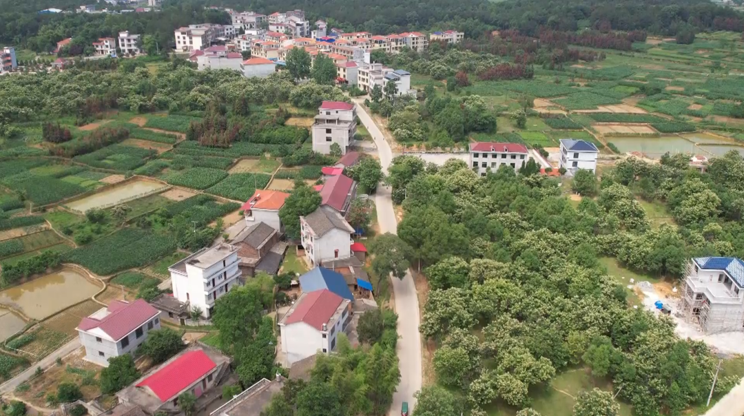 黄桥镇：板栗花开满坡香