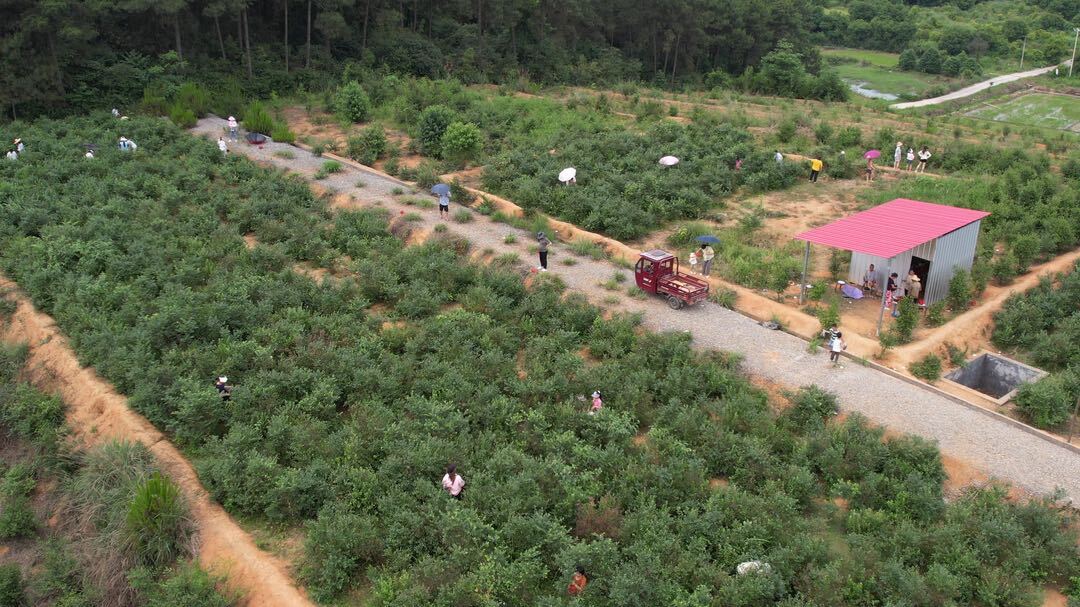 洞口大坨村：初夏好“丰”景 蓝莓采摘正当时