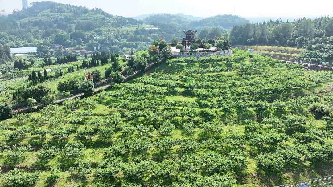 茶铺茶场管理区：早桃抢“鲜”上市 助农增收致富