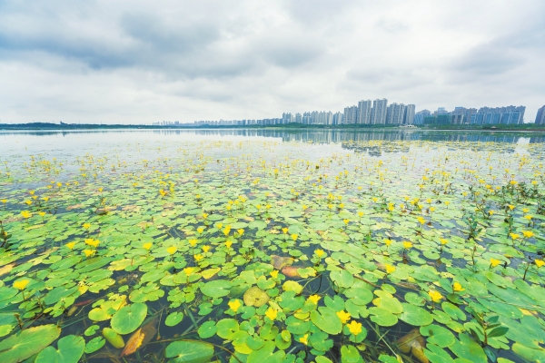 荇菜花开 诗意自来