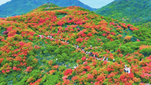 大围山杜鹃花“保卫战”