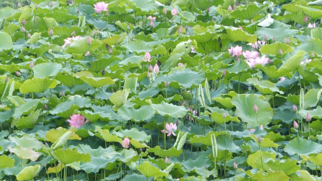 毓兰镇凤溪村：仲夏荷花始盛开