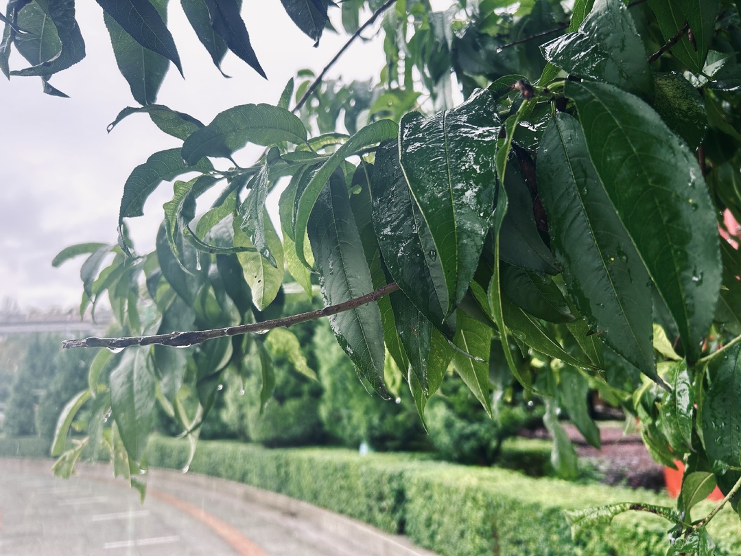 未来一周 洞口县降水频繁(图1)