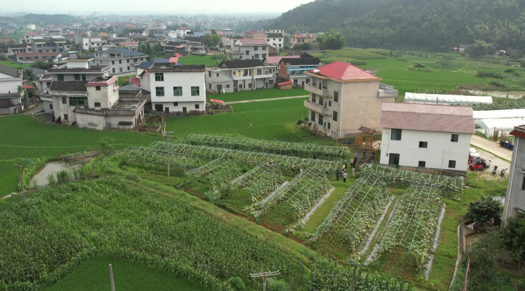 毓兰镇凤溪村：锦栗南瓜喜获丰收