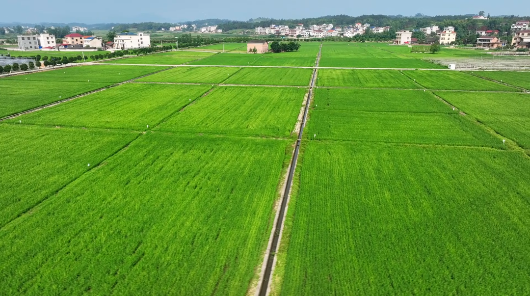 洞口：不负好时光 田间地头管护忙(图2)