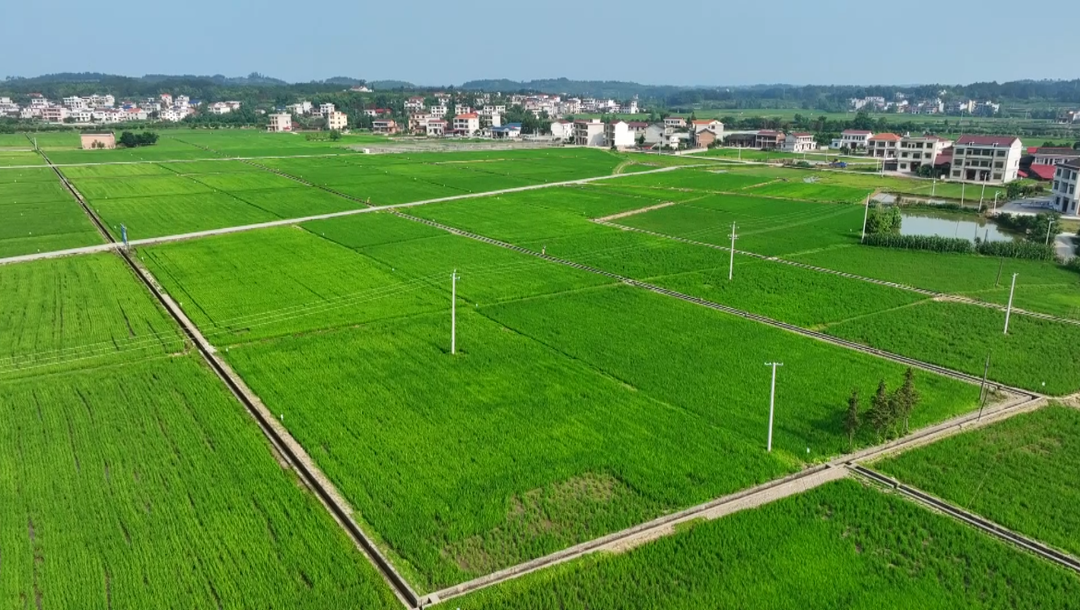 洞口：不负好时光 田间地头管护忙(图3)