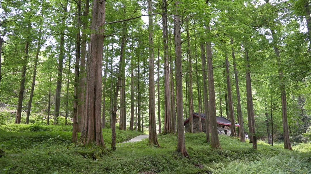 月溪林場龍坪山:森林生態(tài)游 夏季消暑好去處