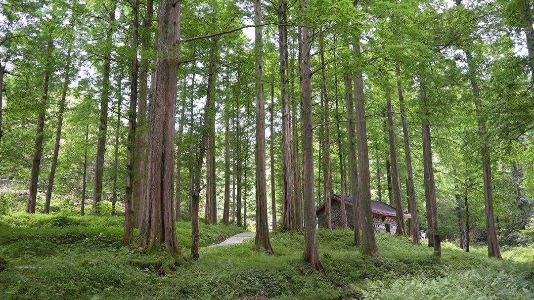 月溪林场龙坪山:森林生态游 夏季消暑好去处
