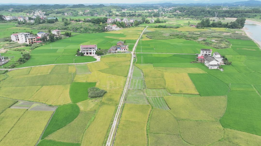 花园镇：七月盛夏时 田野好风光