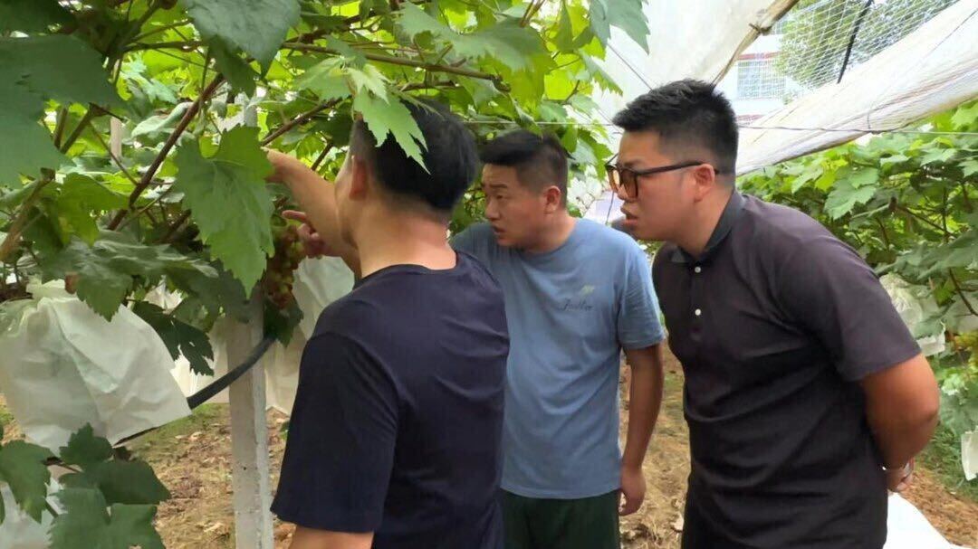 雪峰红提结硕果，乡村振兴添活力-湖南科技大学化学化工学院“小小梦想家”实践团开展产业调研活动