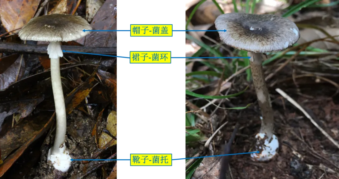 不要买！不要吃！邵阳疾控发布重要提醒！