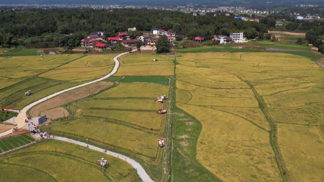 洞口：“垦优1683”亩产达633.5公斤  杂交水稻再创新高