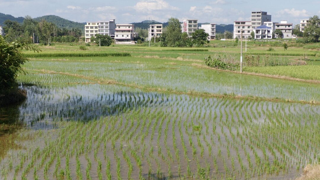 张纲学到杨林镇、黄桥镇调研督导农业抗旱保供水工作(图2)