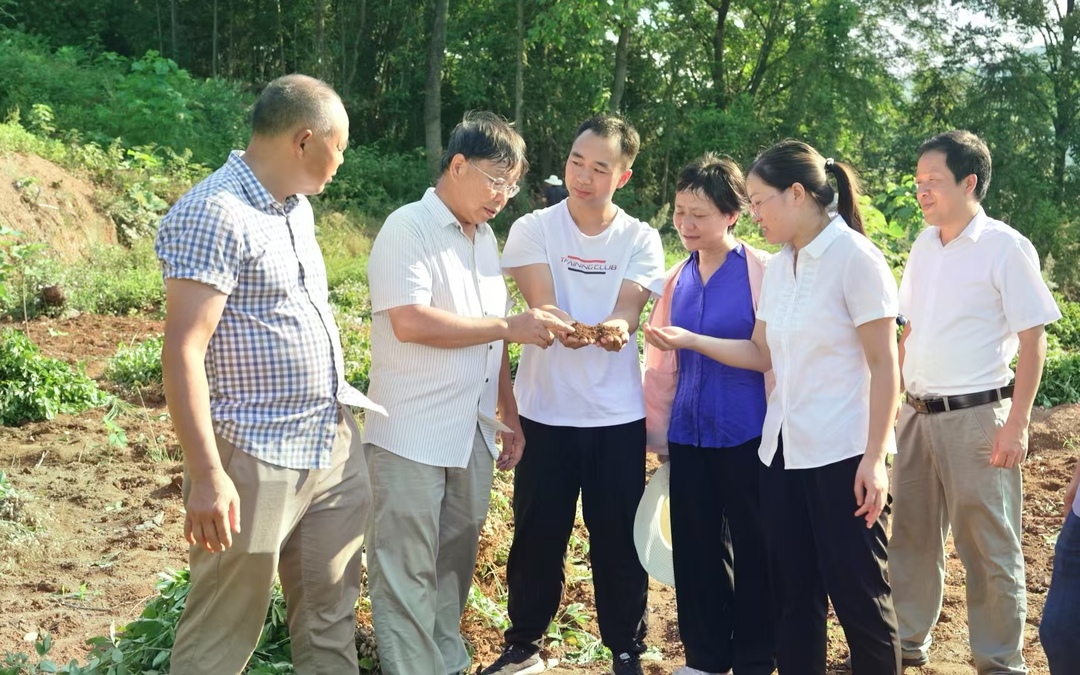 杨林镇：小籽花生喜丰收 教产融合促振兴
