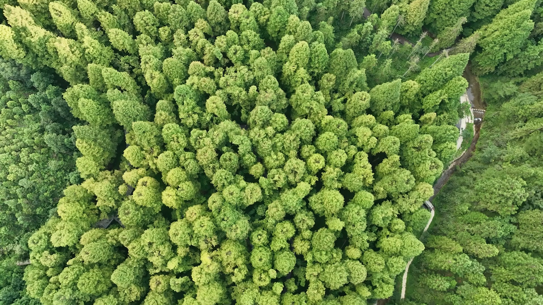 洞口龙坪山：清凉康养 火热消费(图2)