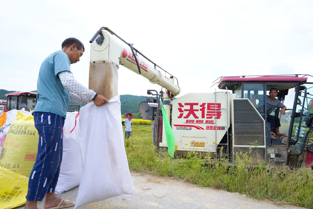 洞口：30万亩中稻开镰收割 机械化助力“颗粒归仓”(图3)
