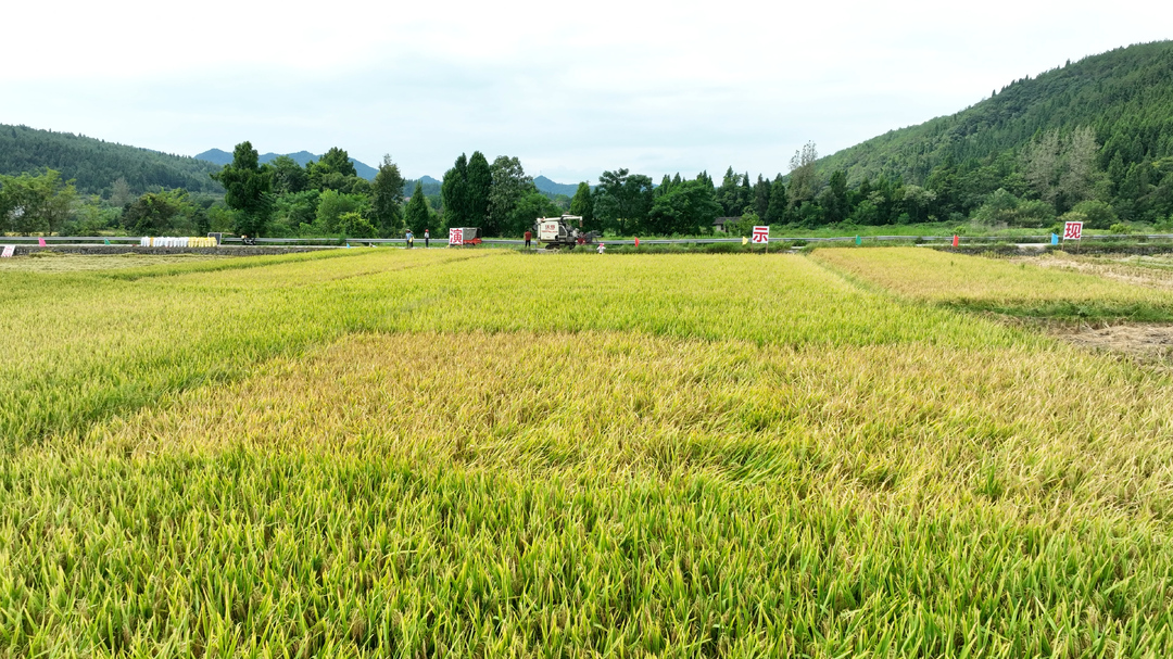 洞口：30万亩中稻开镰收割 机械化助力“颗粒归仓”