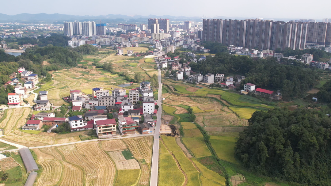 洞口：初秋田园 “丰”景如画(图1)