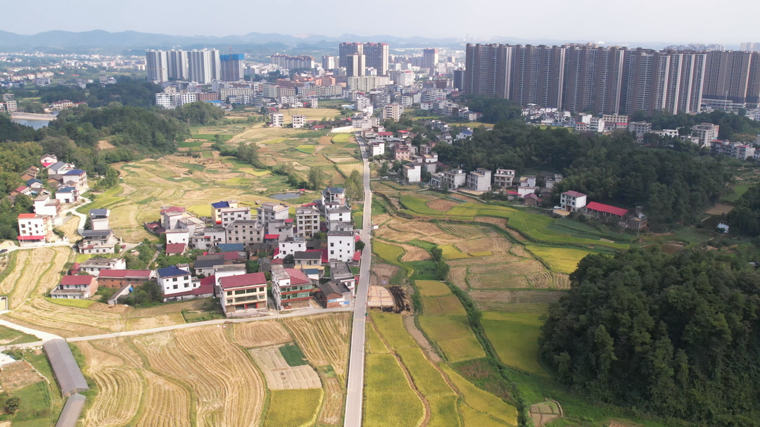 洞口：初秋田園 “豐”景如畫