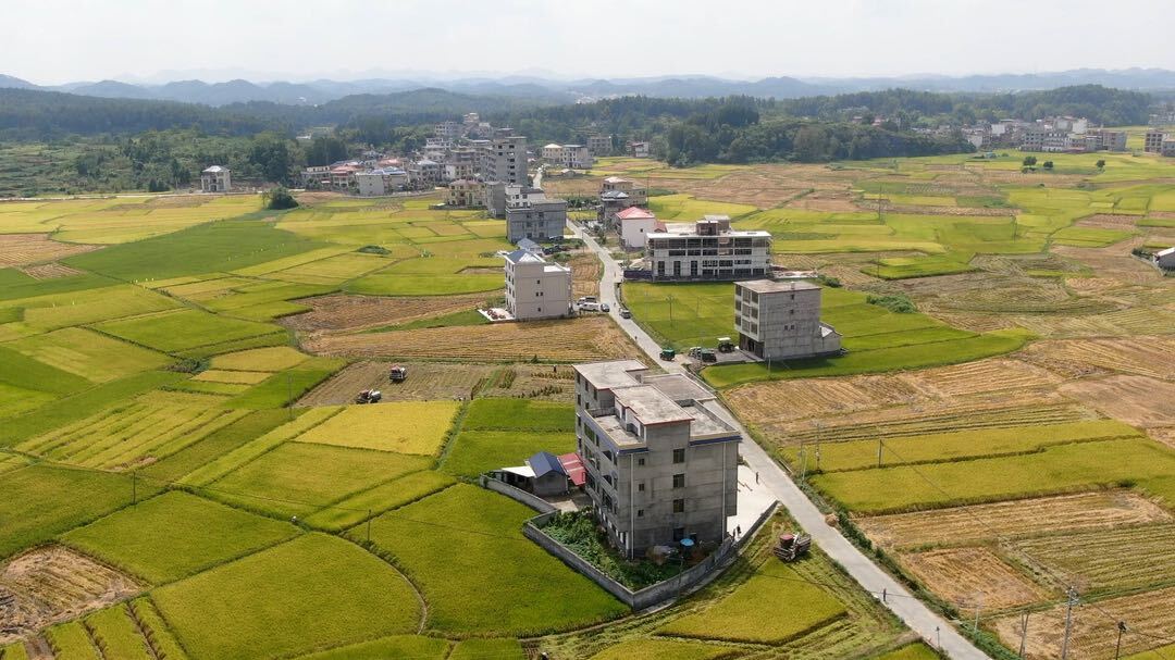 山門鎮(zhèn)：16000余畝水稻開鐮收割喜迎豐收