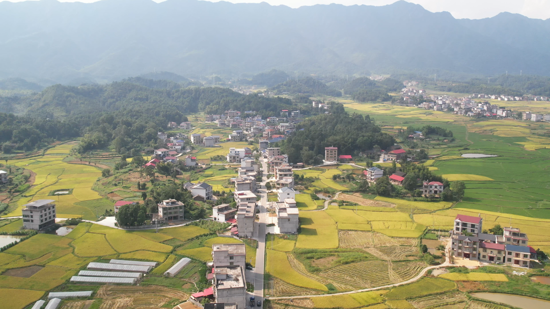 洞口：初秋田园 “丰”景如画(图2)