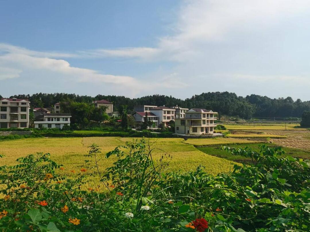 洞口县杨柳村:积分换商品，村庄更和美