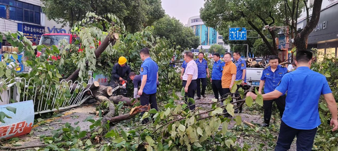 洞口：狂风折树路受阻  城管奋战保畅通