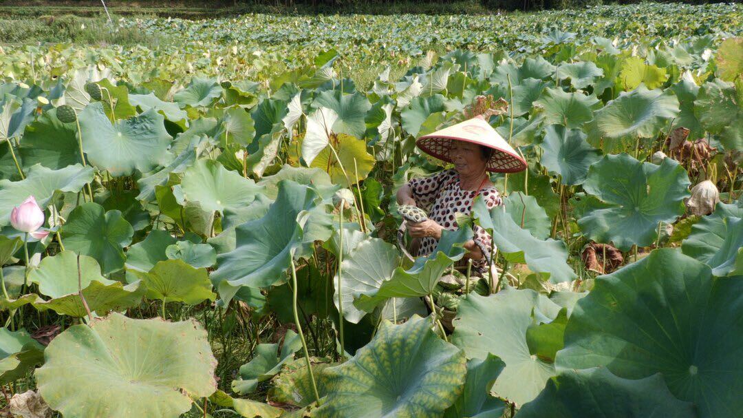 凤溪村：初秋荷田花娇艳 莲子丰收采摘忙 