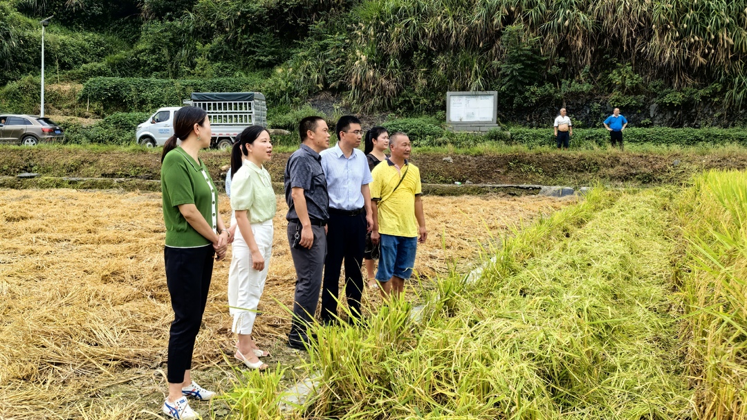 ﻿月溪镇：机械化生产助力中稻稳产增收
