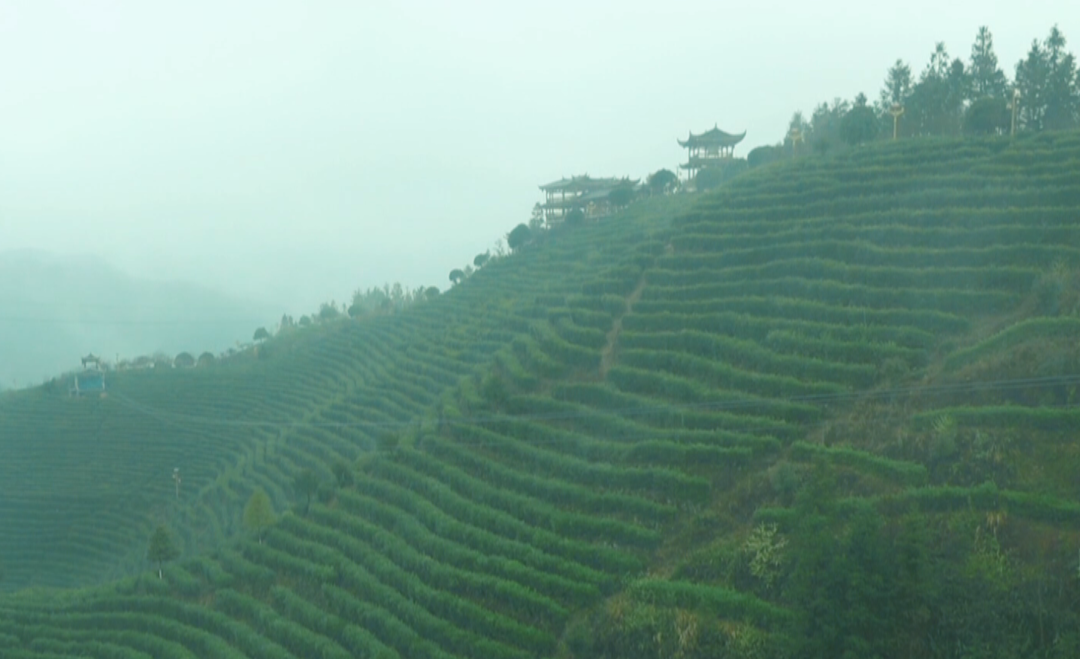 古樓鄉(xiāng)：秋雨過(guò)后 云霧繚繞茶園生態(tài)美