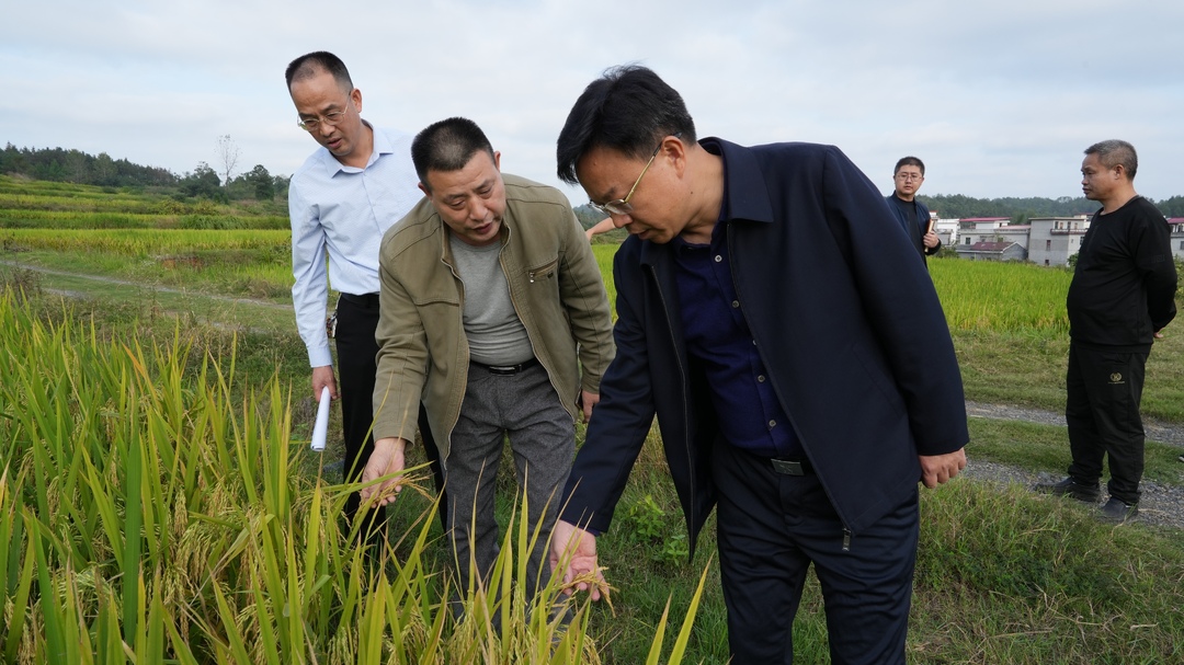 ﻿吴韬到水东镇调研村级集体经济和产业发展