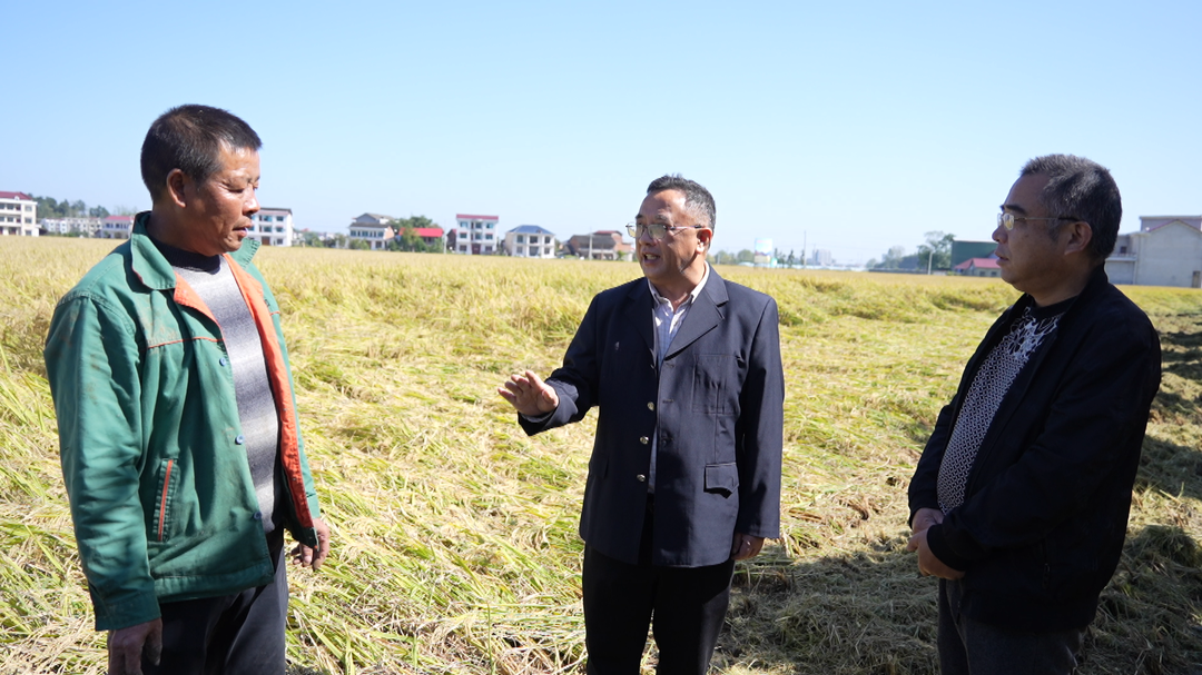 洞口县农业农村局举办水稻低茬收割现场观摩会(图2)