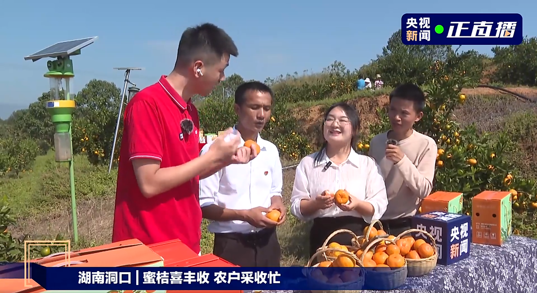 感受桔园风光，解锁“甜蜜”密码——央视连线直播洞口雪峰蜜桔(图3)