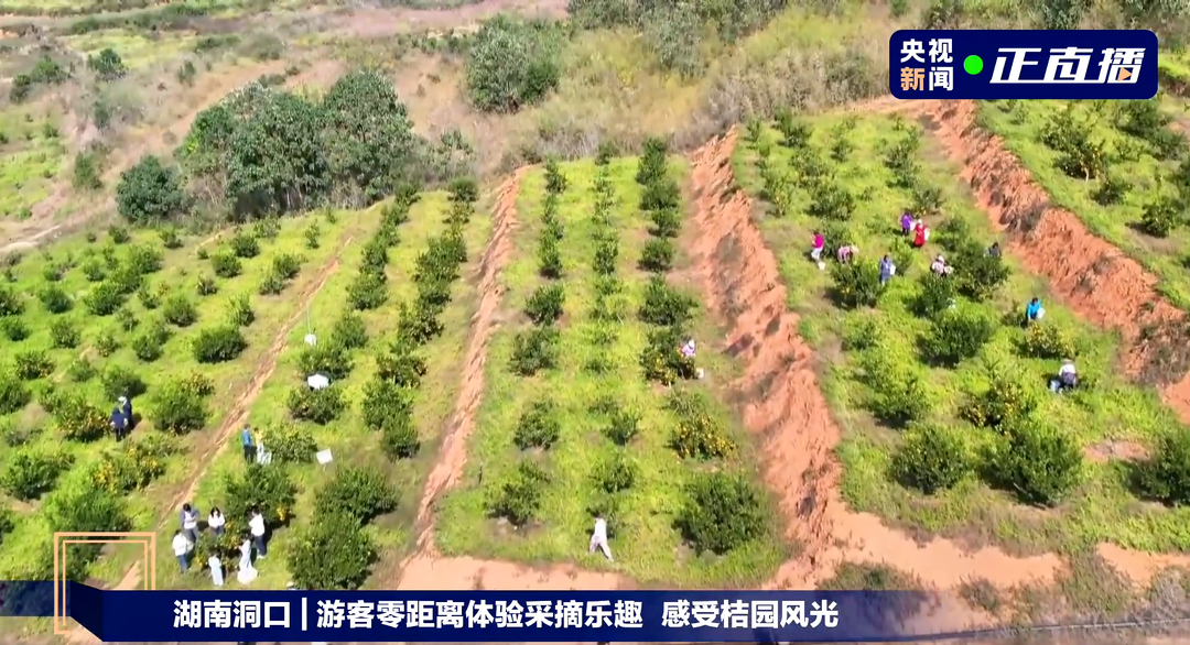 感受桔园风光，解锁“甜蜜”密码——央视连线直播洞口雪峰蜜桔