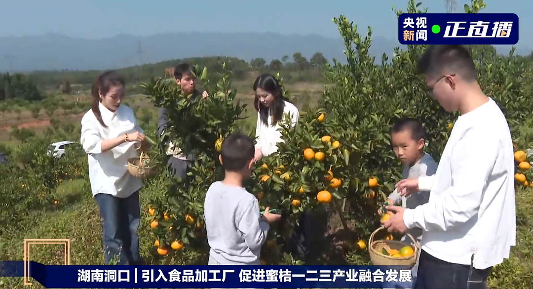 感受桔园风光，解锁“甜蜜”密码——央视连线直播洞口雪峰蜜桔(图2)
