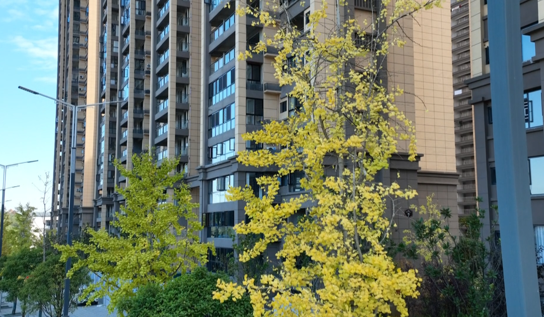 洞口：深秋银杏扮靓城市街景(图2)