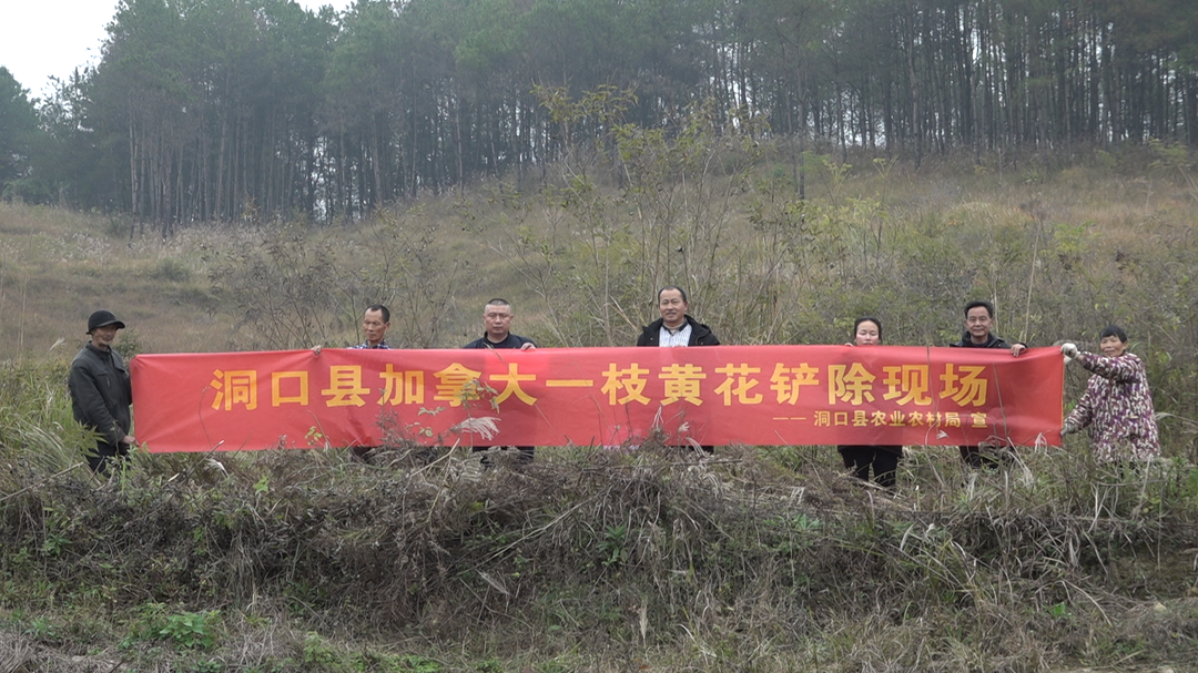 县农业农村局：铲除 “加拿大一枝黄花” 守护农业生态环境安全